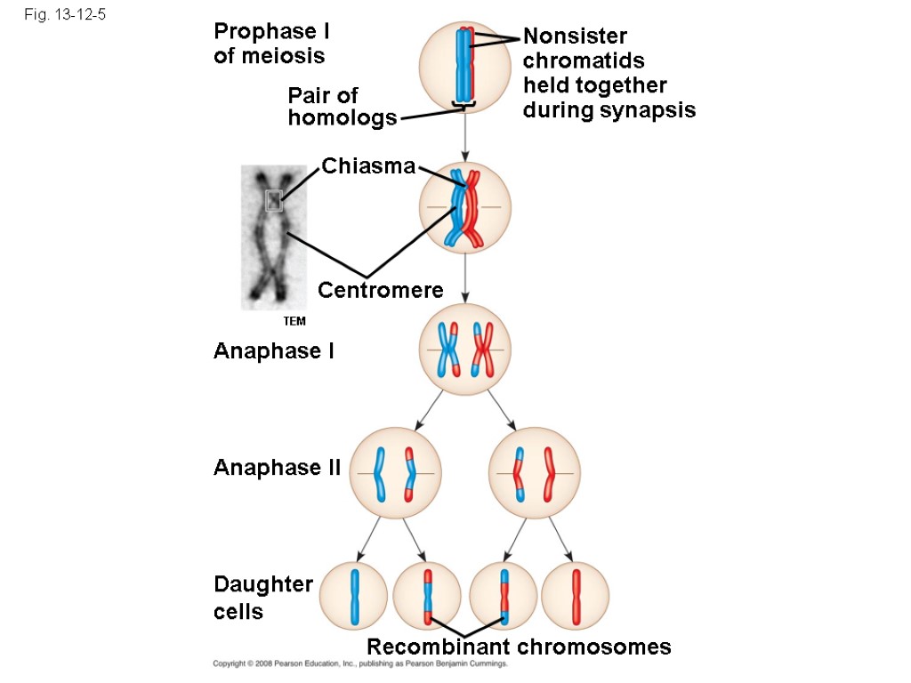 Fig. 13-12-5 Prophase I of meiosis Pair of homologs Nonsister chromatids held together during
